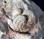 Aturia aturi (BASTEROT 1825) - Bild © FossNet FossilienStore